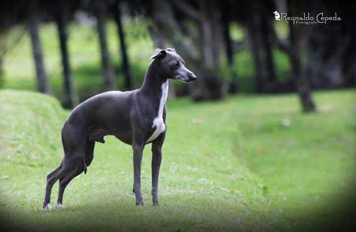 De La Casa Borromeo's Frankie of Marchwind