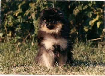 Southland's Tar Baby's Image