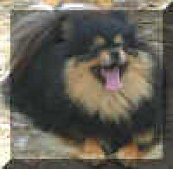 Bavanew's Black And Tan Dreamer