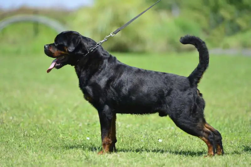 fci rottweiler