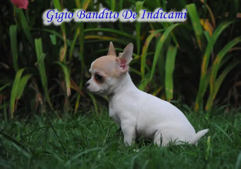 Gigio Bandito De indicami