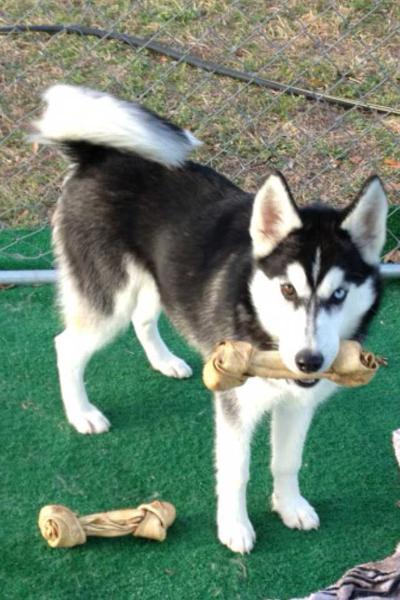 Big Elm's Maya