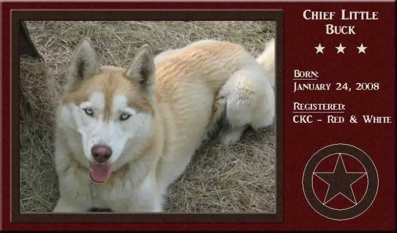 Chief's Little Buck