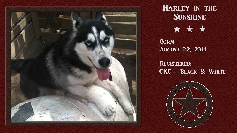 Harley In The Sunshine