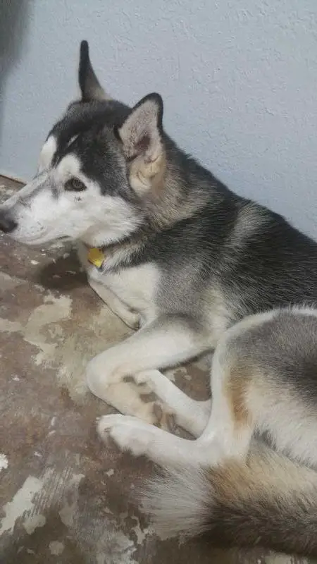 Loki The Trickster