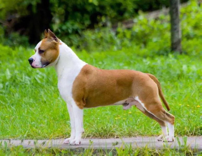 Amstaff sales major 2019