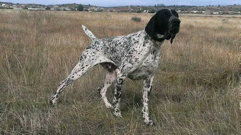 Dexter De Valcreole