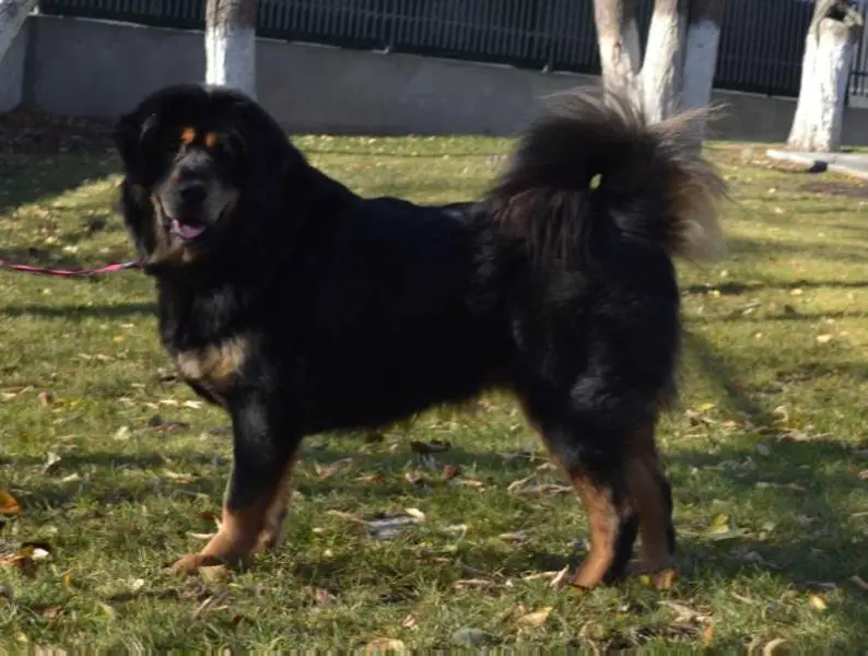 ESTRELLA STRAZCE Z TIBETU