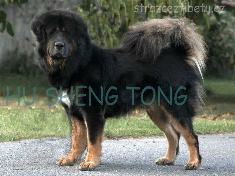 Hu Sheng Tong