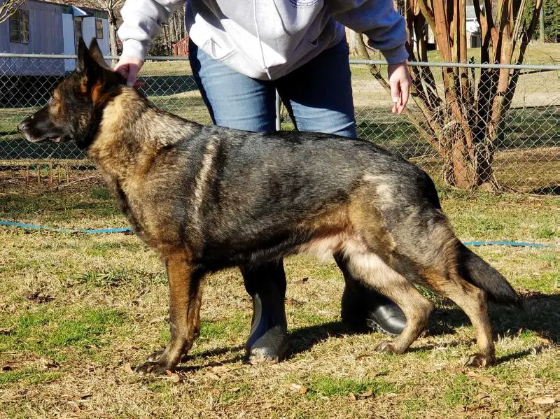 Alfa sales german shepherds