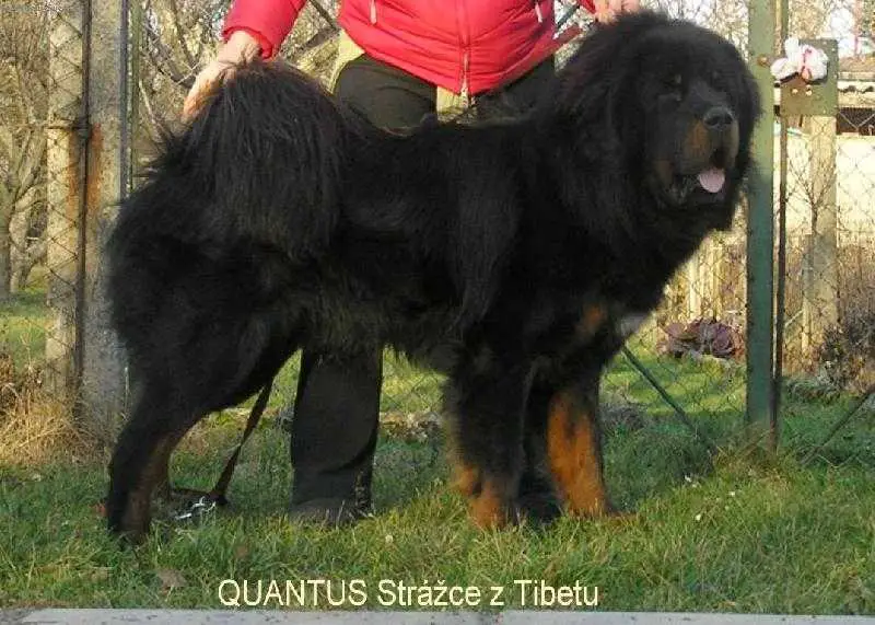 QUANTUS Strazce z Tibetu