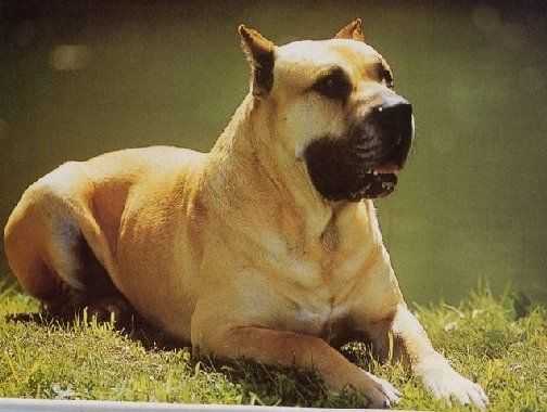 Rufo Rottweiler de Sau