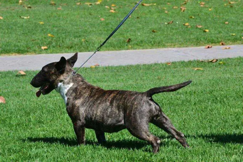 Luna D'Yobrebull