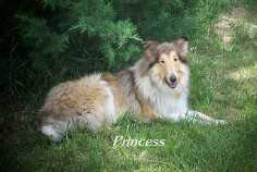 Windy Acres Princess Honey Blossom