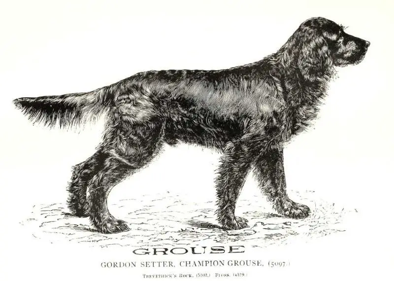 Grouse (5097)