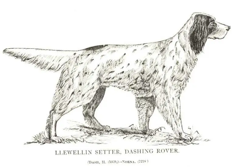 Dashing Rover (Dash II x Norna) (11371)