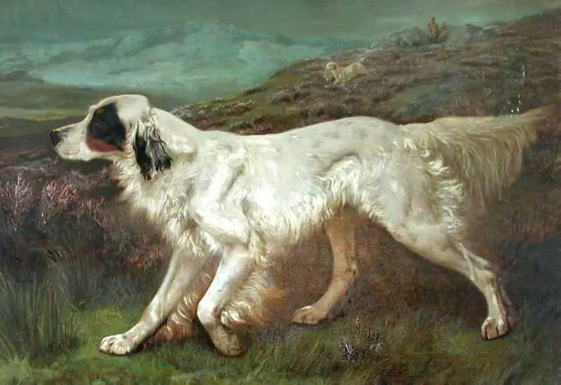 Dash II
