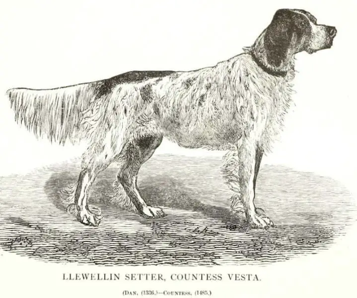 Countess Vesta