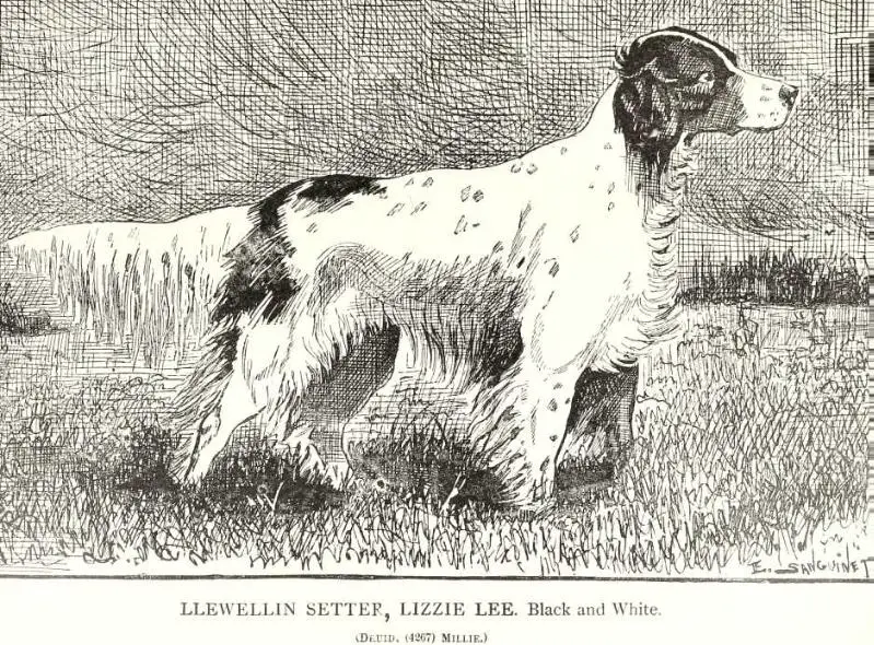 Lizzie Bee