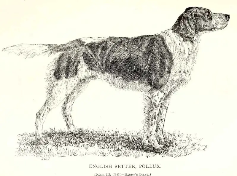 Pollux (Dash III x Hardy's Diana)