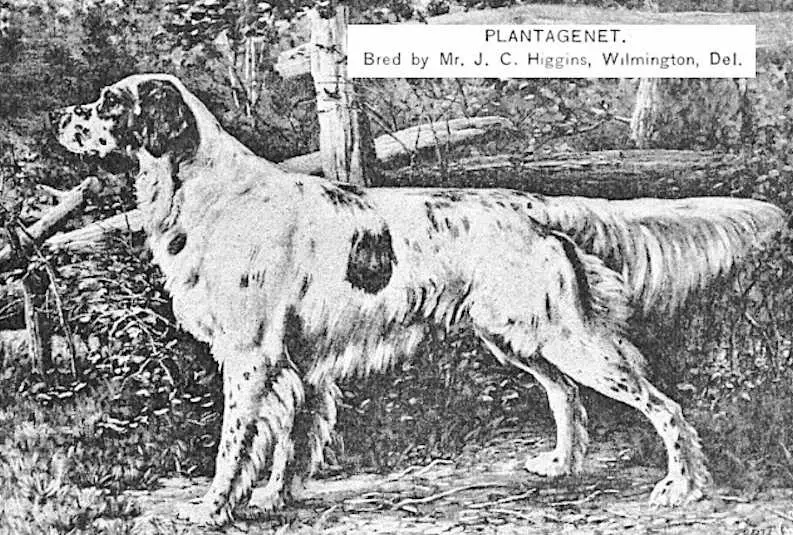 Plantagenet (Mr. J. C. Higgins, Wilmington, Del)