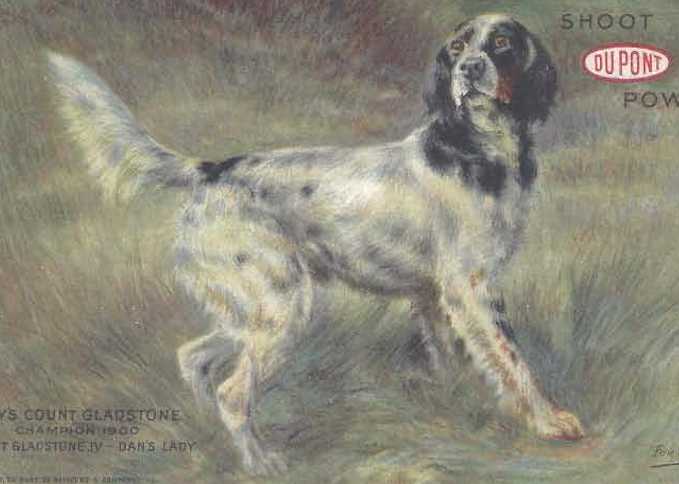 Lady's Count Gladstone (001900)