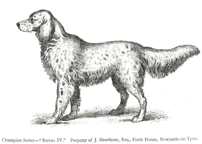 Royal IV (~1887) KCSB 007175
