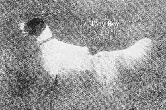 Tony Boy (000541)