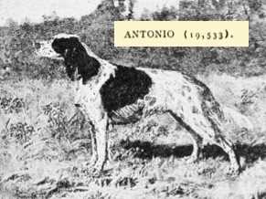 Antonio (Roderigo x Bo Peep) (019533)