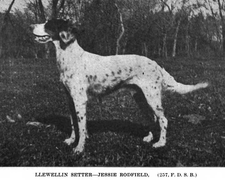 Jessie Rodfield (FDSB 000254 or 257 or 237)