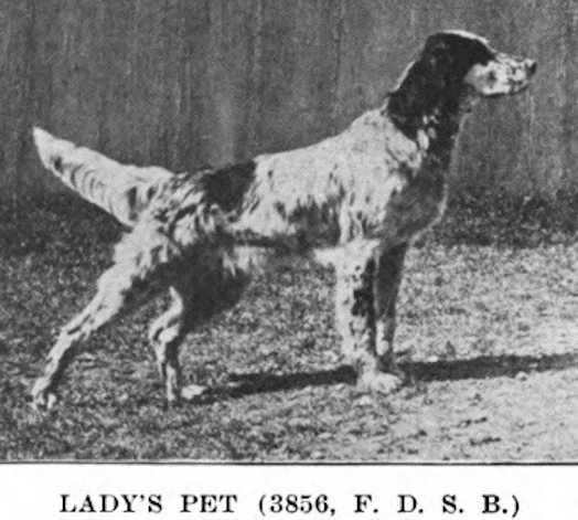 Lady's Pet