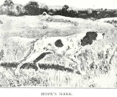 Hope Mark (Gath's Hope x Lady May) dt