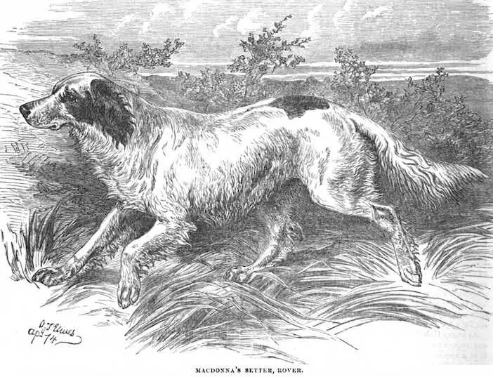 Rover (c.1874) (Macdonna's)