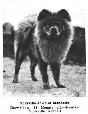 Yorkville Jo-Jo of Manderin (~1922)