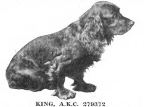 King (AKC 279372)