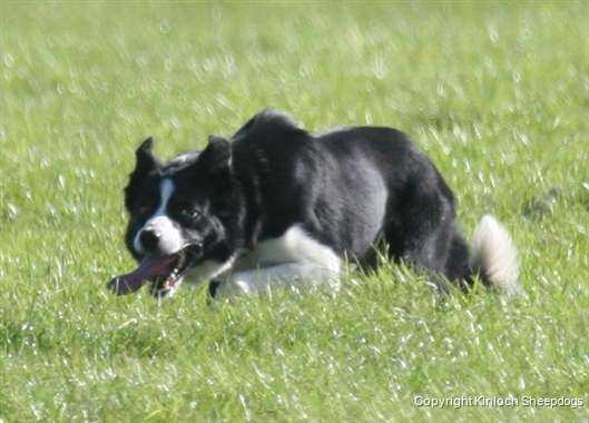 Border Collie pedigree database