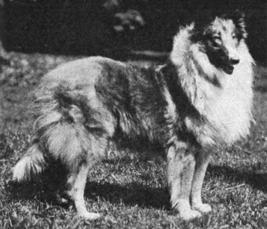 Tazewell Laund Laurier