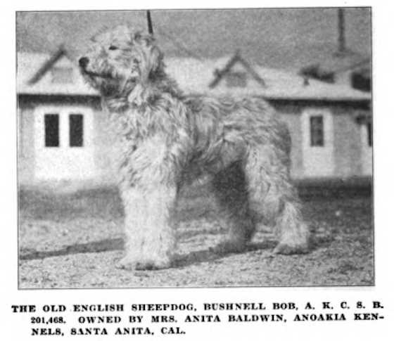 Bob (AKC 201468)
