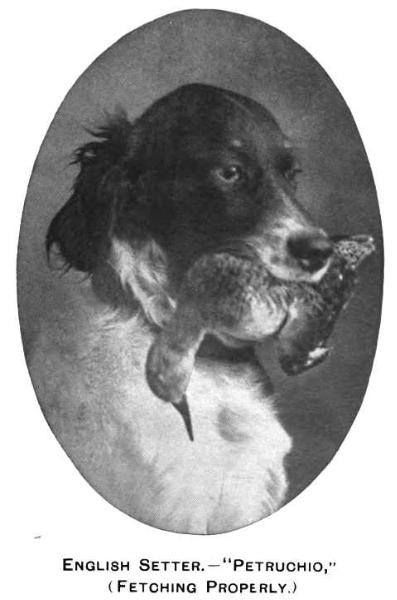 Petruchio