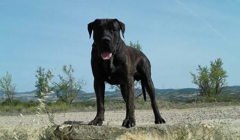 Crom de Naraclan