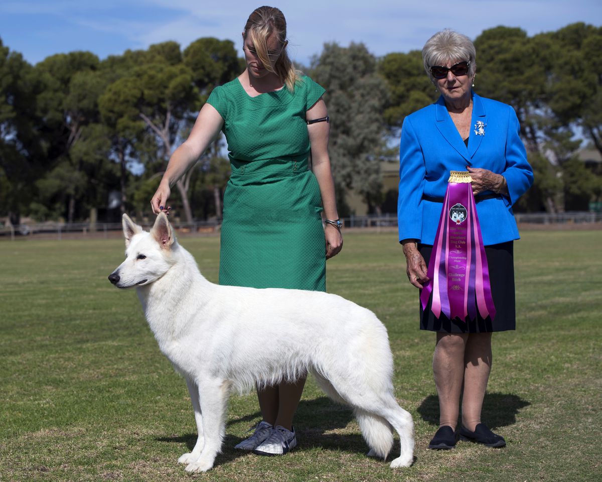 pedigree database white shepherd