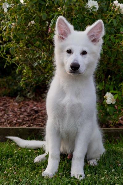 white russian shepherd
