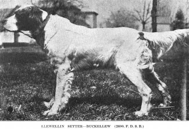 Buckellew (1879) FDSB 002600