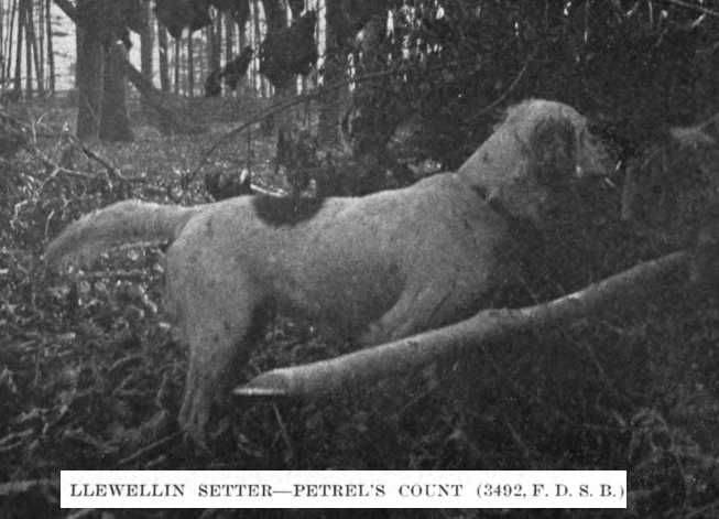 Petrel's Count (003492)