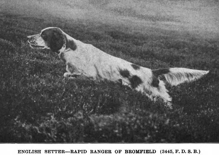 Rapid Ranger of Bromfield
