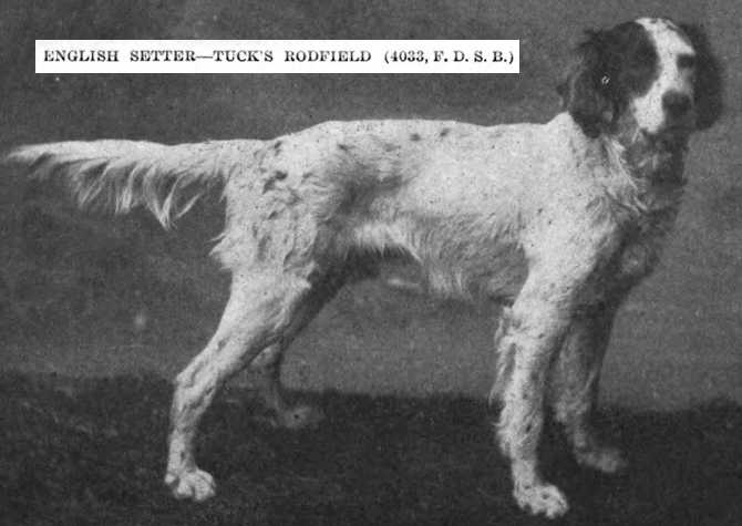 Tuck's Rodfield (004033)