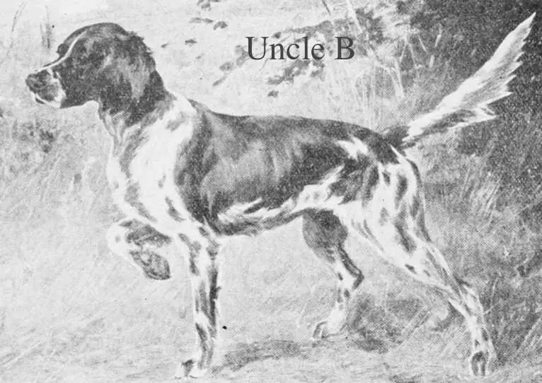 Uncle B (Harwick x Dan's Lady)