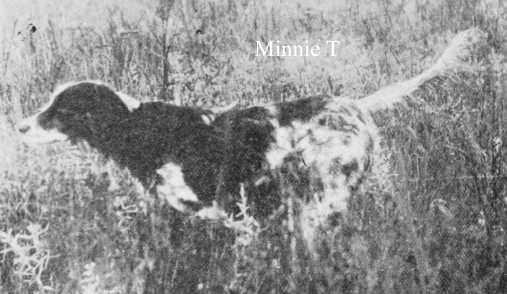 Minnie T (Dick Bondhu x Betty B)