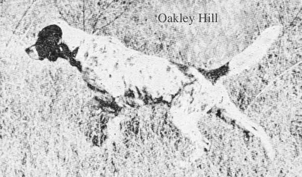 Oakley Hill (Rodfield x Sousie)