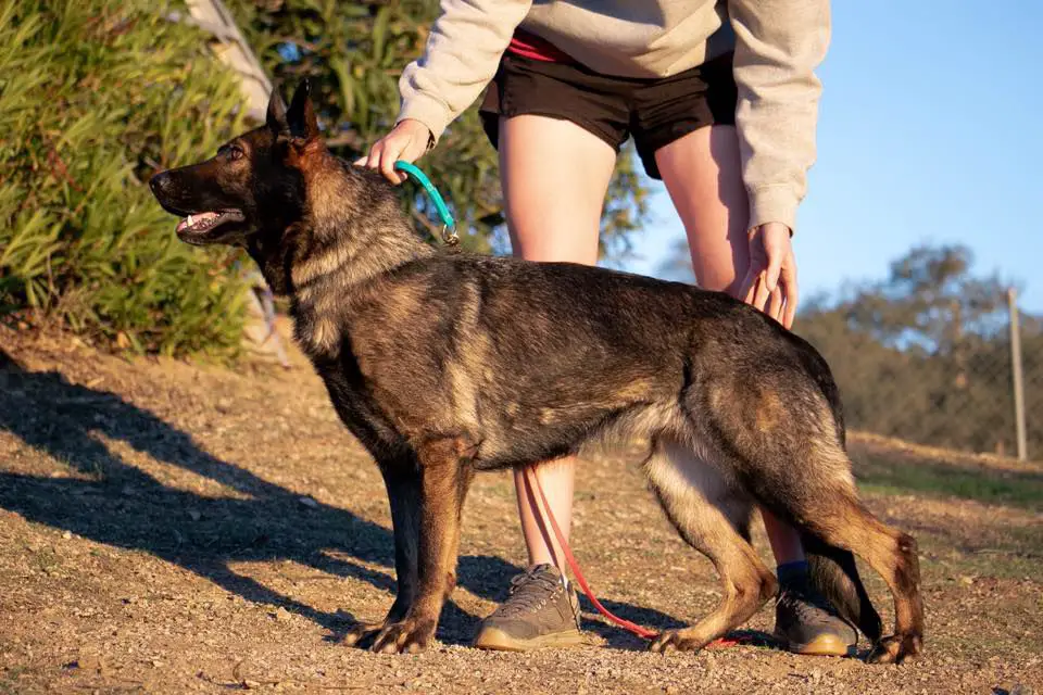 aus dem tal german shepherds